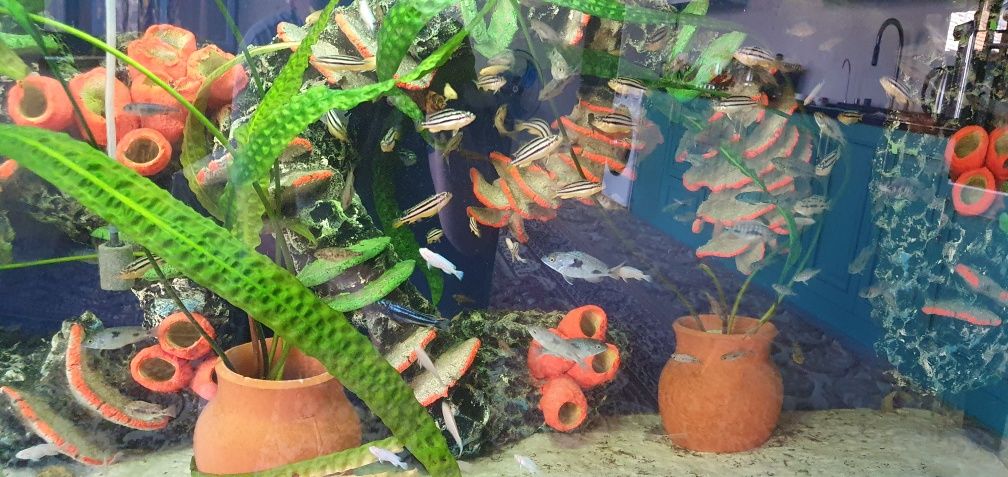 akvarium kamplek