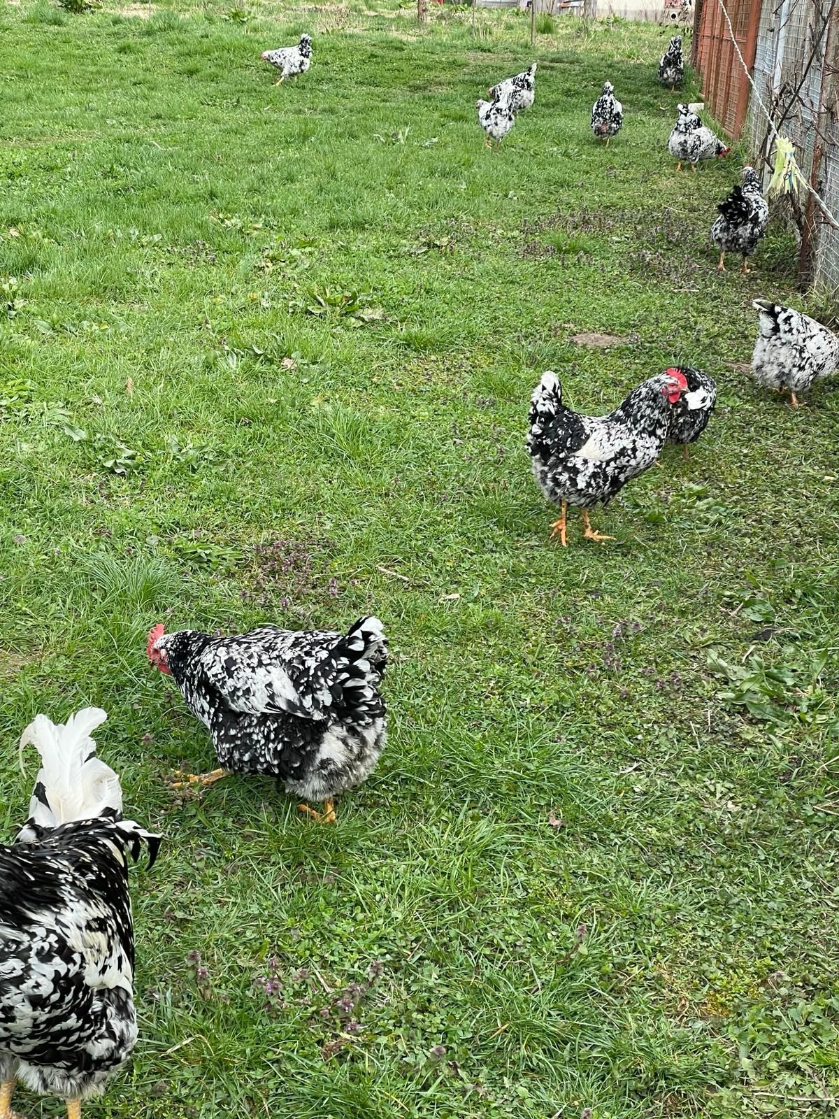 Gaini pita pinta asturiana