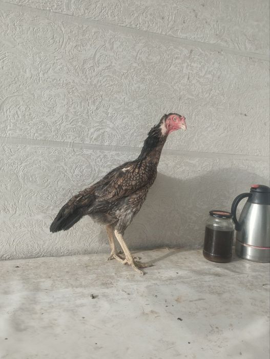 Дакан товукла сотувда.