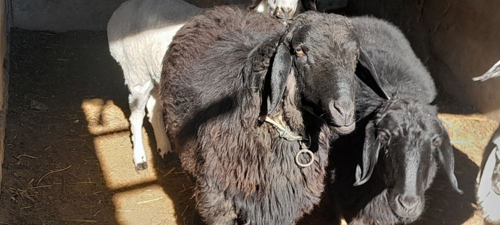 Кучкор сотилади галишамиз