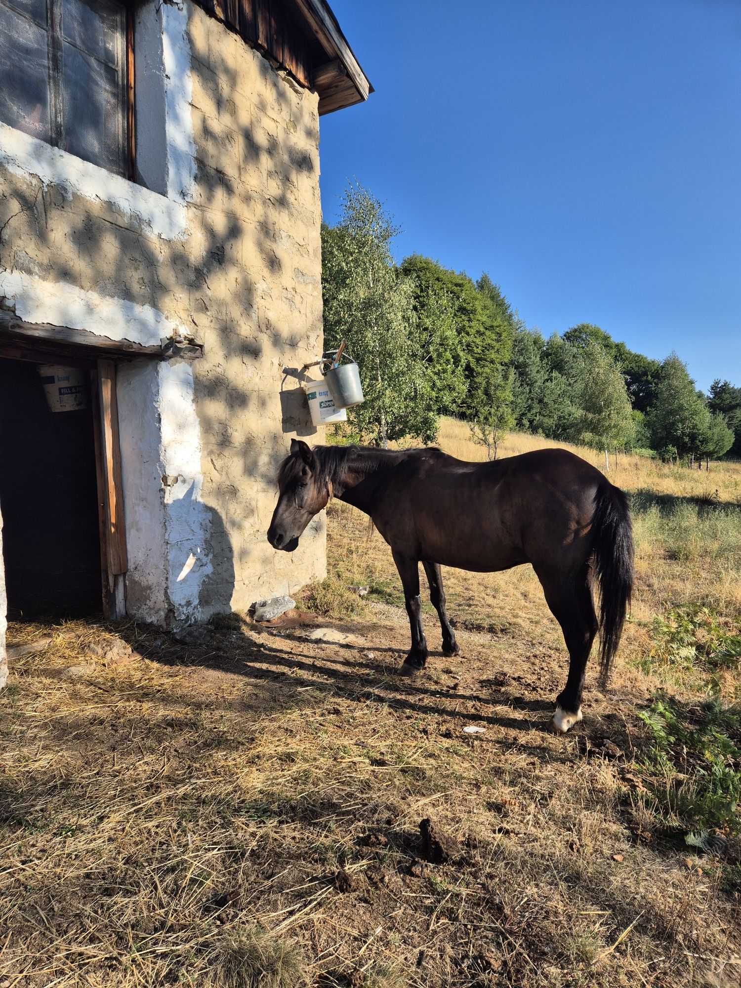 Продавам мъжки кон