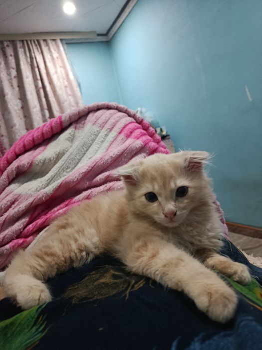 Отдам в добрые руки!