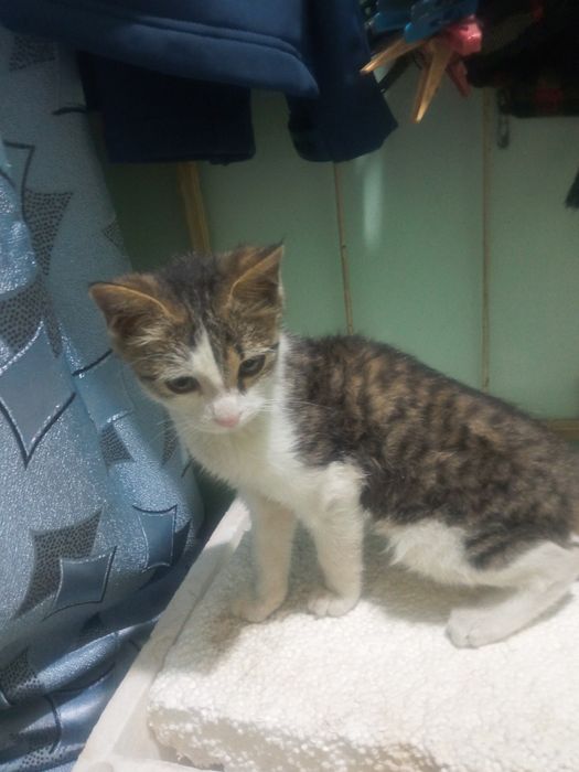 добрый хороший мальчик бесплатно