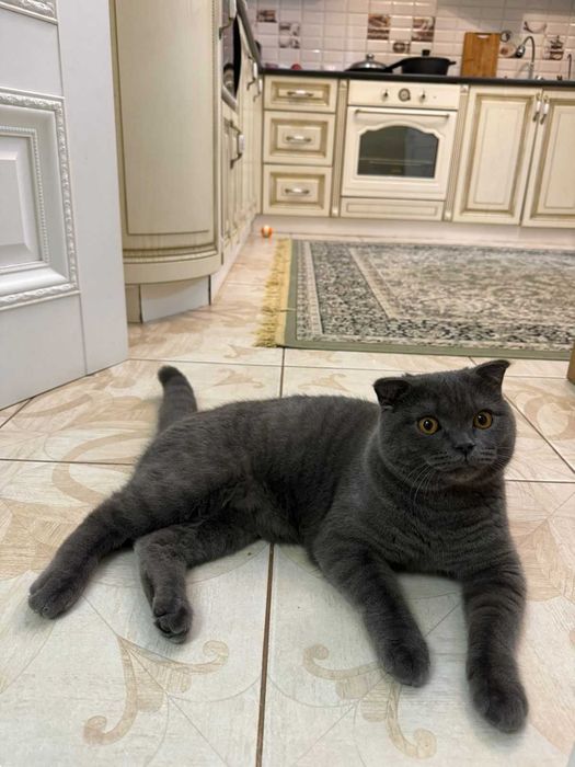 Породистый британский кот посетит кошечку на вязку