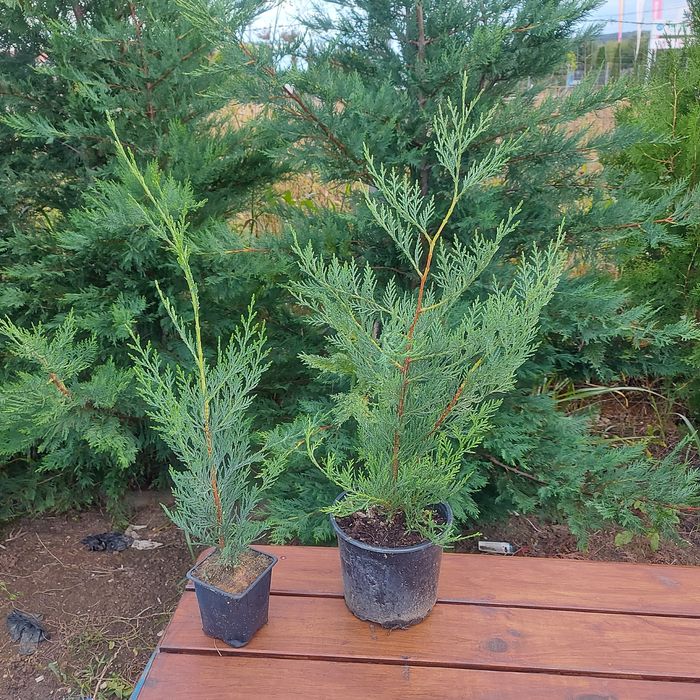 Tuia Danica Glob / Leylandii / Tuia Auriu / Smaragd / Prunus Laurocir.