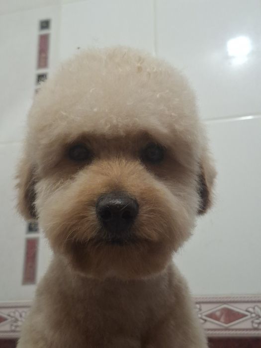 Груминг собак и кошек