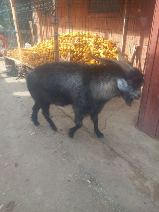 Capre tinere și cuminți