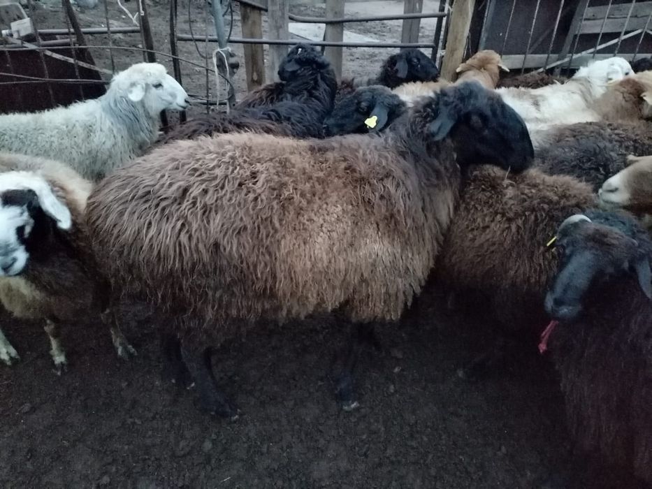 Ісек семіз сатылады