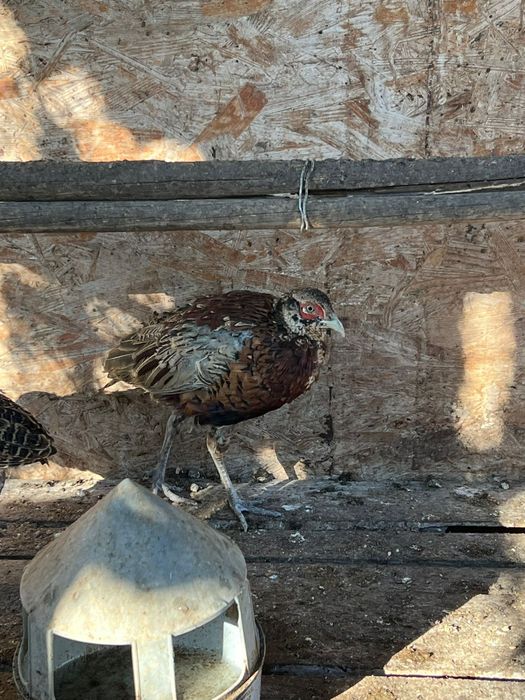 Vând fazani comuni tineret