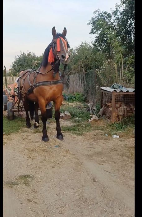 De vânzare cal castrat!