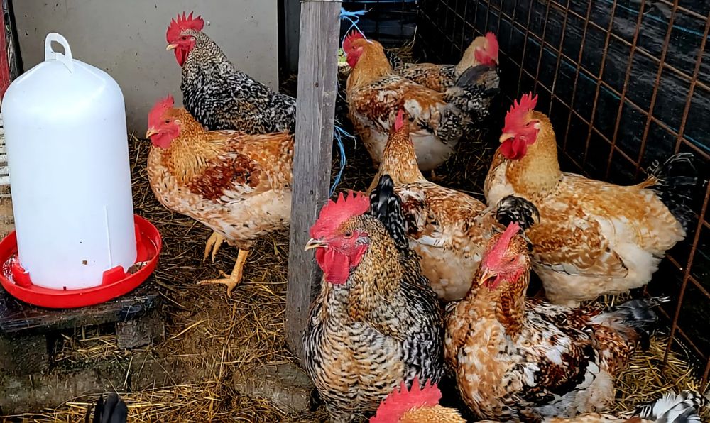 Cocoși tineri de anul acesta