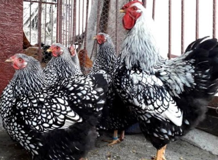 Gaini famii de rasa mare brahma herminat 8-12 luni