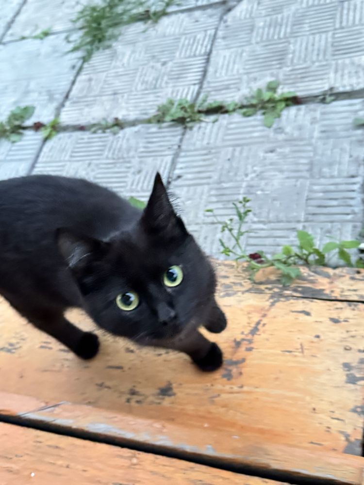 Отдам котенка девочку в добрые руки