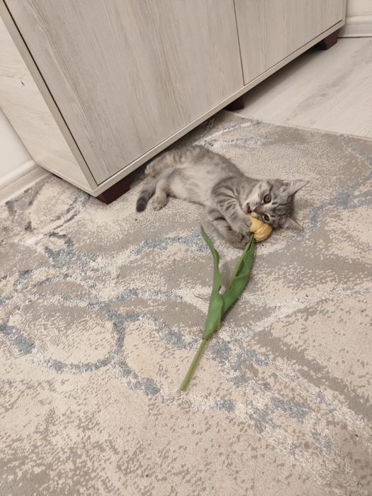 Sotiladi 2.5 oyli sog'lom