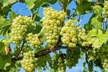 Vand vie Riesling