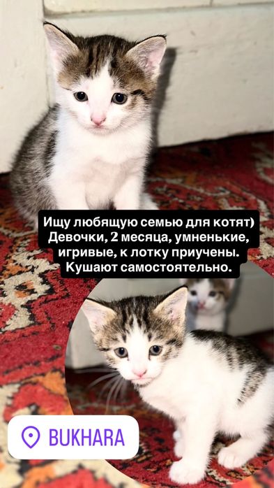 Котята. Девочки. 2 месяца