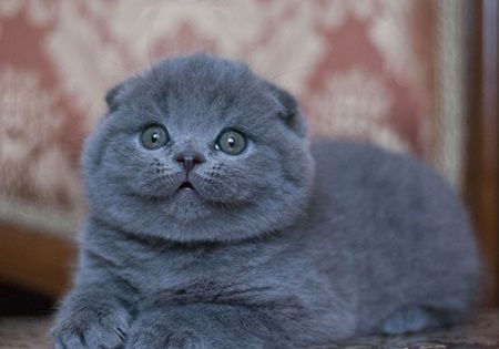 вислоухие котята