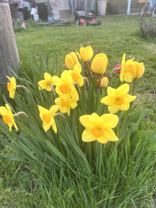 Луковицы Голландского  Нарцисса 10 штук; для посадки