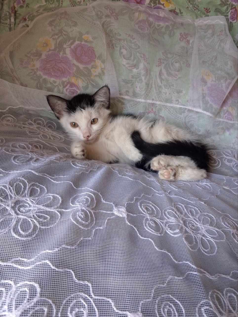 Кошки. Домашние котята