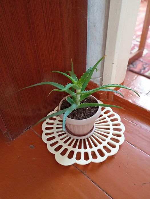 Продам молодой алоэ