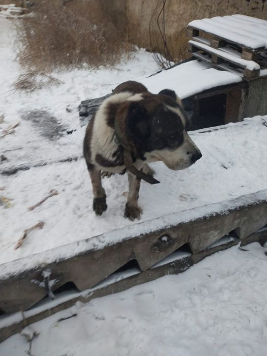 Продам Алабая хорошего