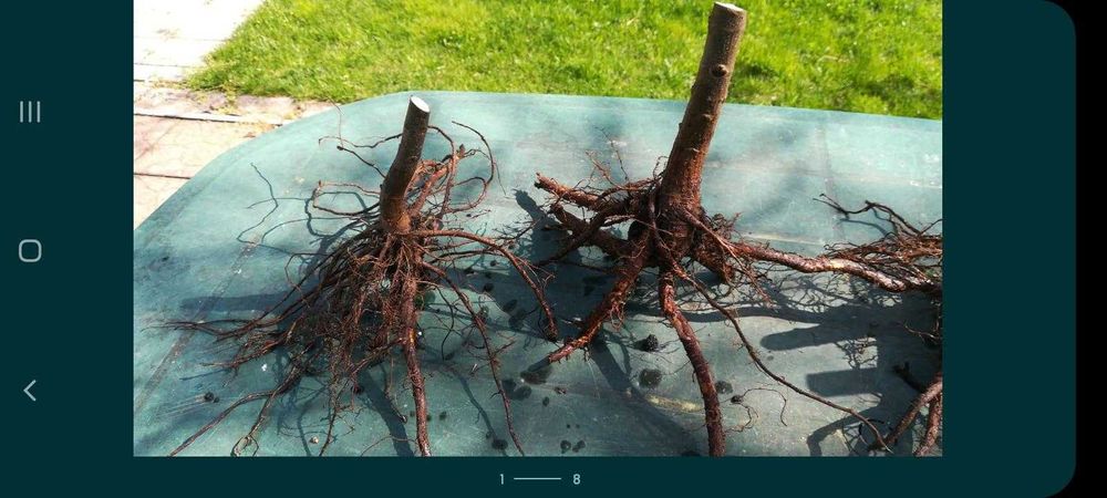 Paulownia Tei Mesteacan Stejar Liliac Nuci Chandler Aluni Visin Aronia