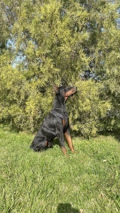 Doberman щенки на охрану