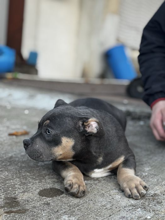 Американско були покет