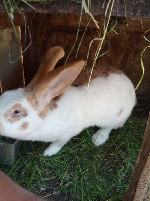 Vind iepuri fluture german