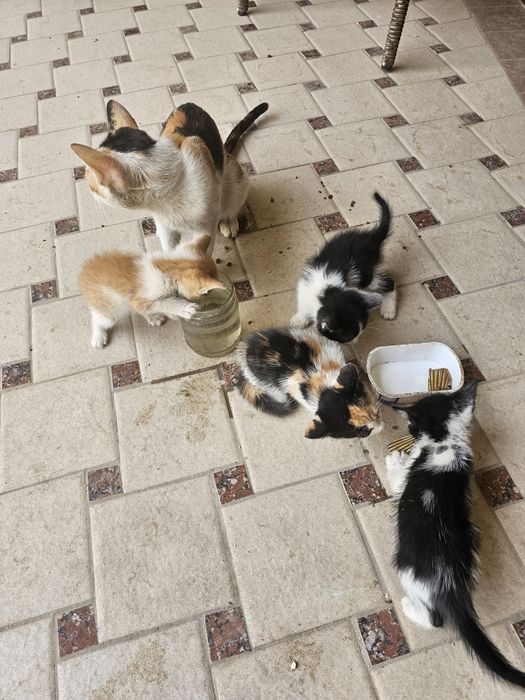 Кошка и котята даром