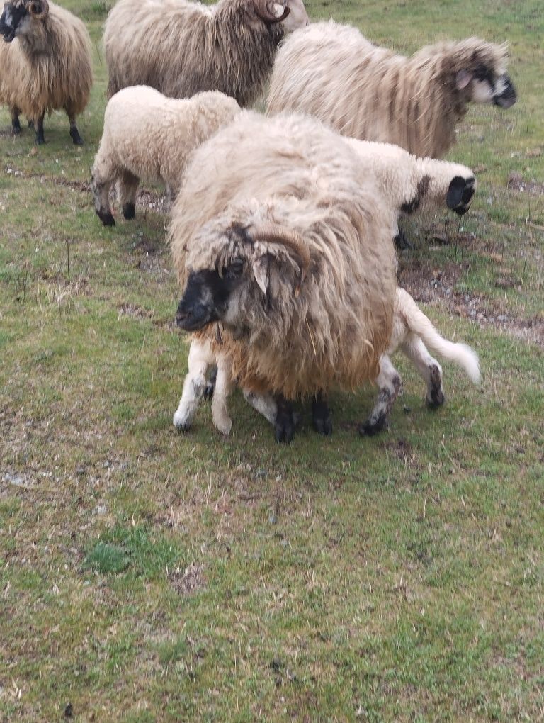 Oi și miei de vanzare