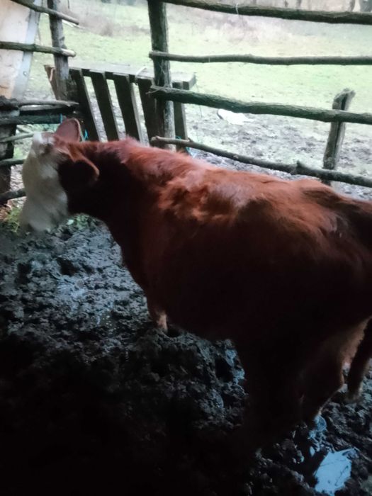 Vând tăuraș  de 4 luni jumate