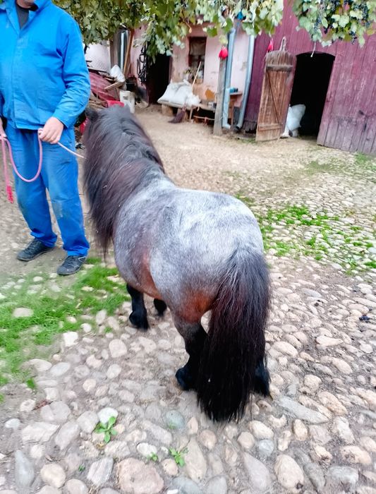 Armăsar ponei talie mica