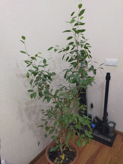 Цветы, Комнатные растения