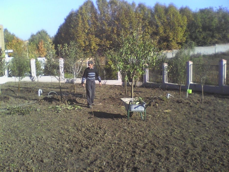 Taieri pomi fructiferi,arbusti,mur,coacaz,zmeur,trandafir,vita de vie