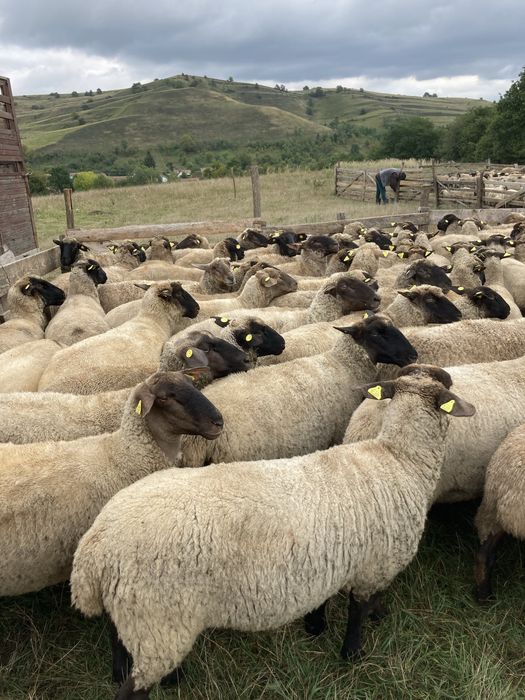 Vînd mioare rasă de carne