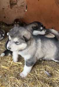 Аляскинский Маламут собака 1,5 месяцев