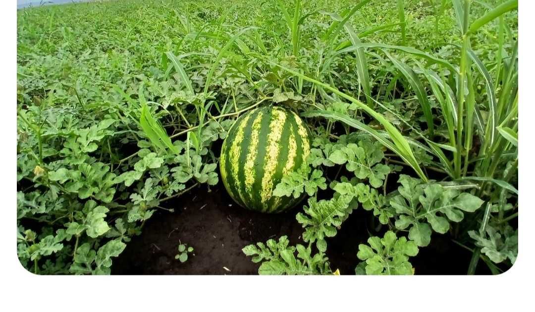 Pepene rosu copt si dulce