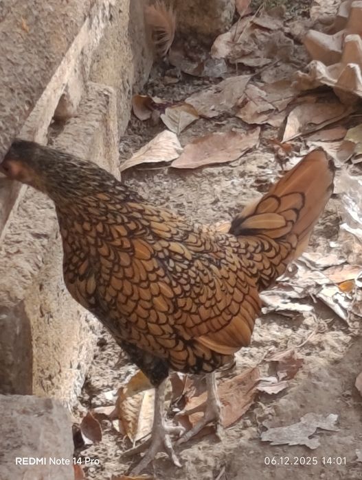 2 ta bor tovuq sebrayt