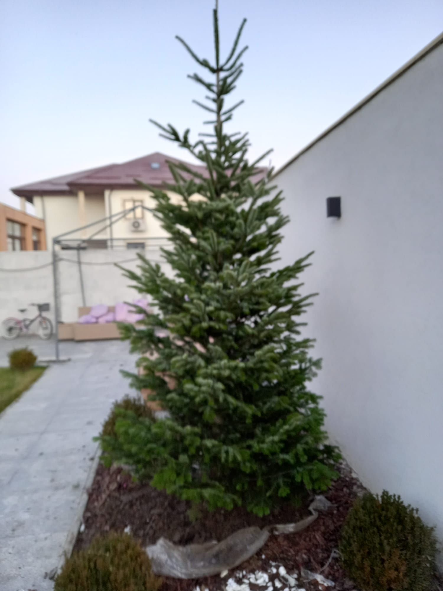 Vând tuia thuja smaragd columnaris occidentali