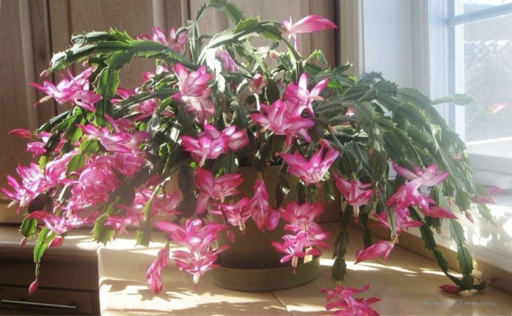 Комнатные растения