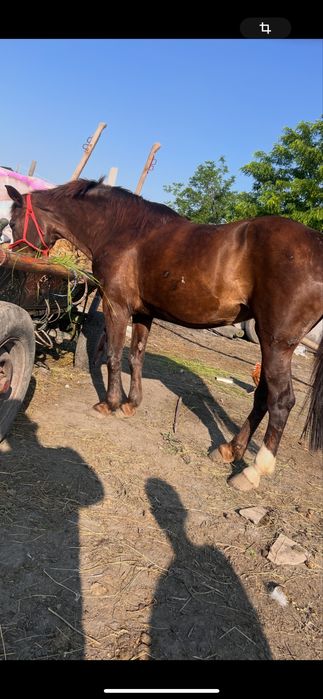 de vânzare iapă Mai multe detalii la tel