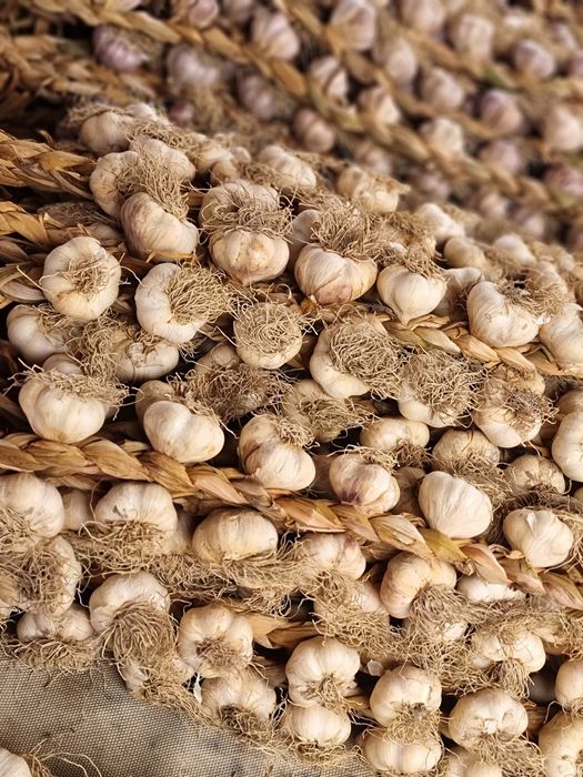 Usturoi de Copălau pentru sămânță și consum