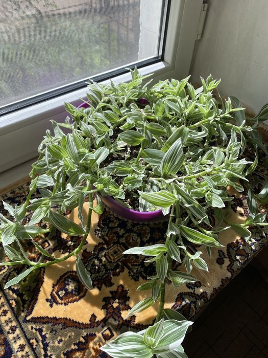 Традесканция продам