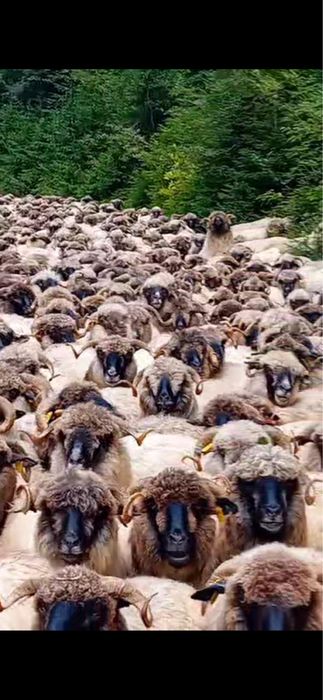 Mioare bucalai de vanzare