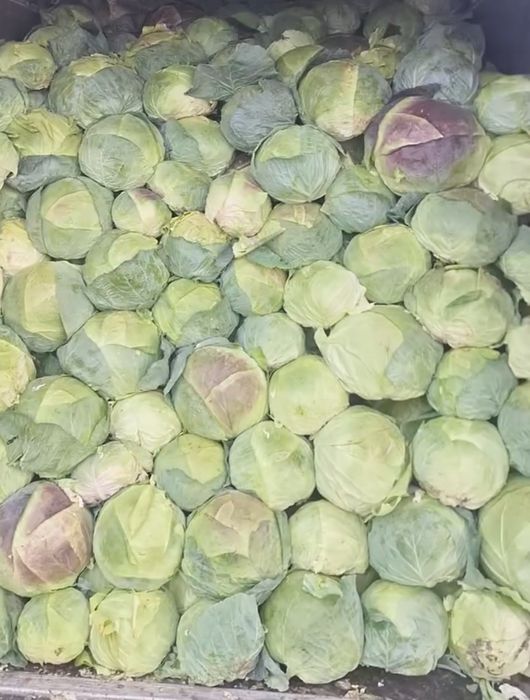 Vând varza românească