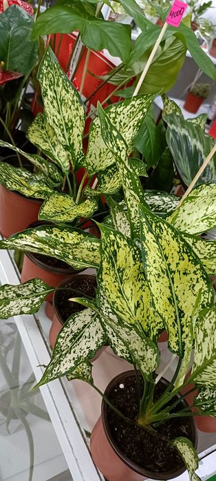 Аглаонема в наличии:4000 тенге