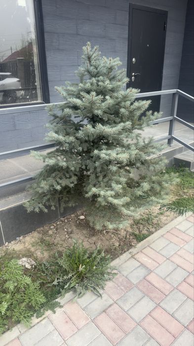 Голубая ель отличное