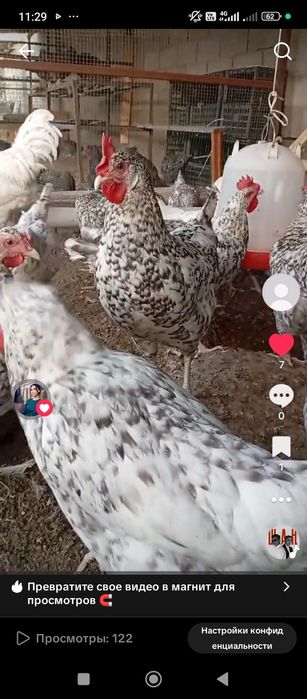 Инкубационный яйцо