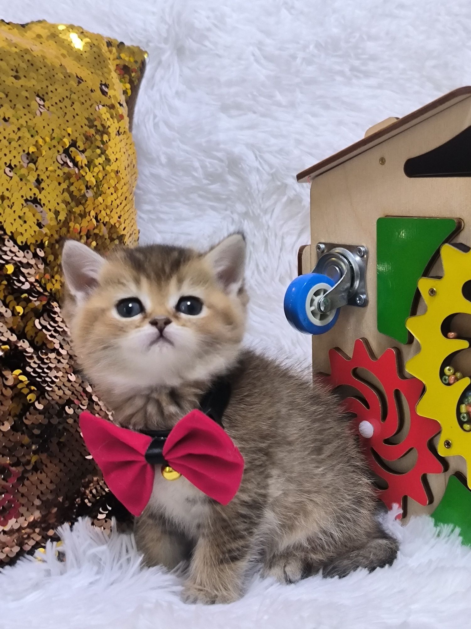 Чистокровные котята